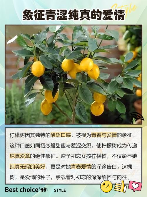 梦见柠檬树挂满果实是什么吉凶预兆？