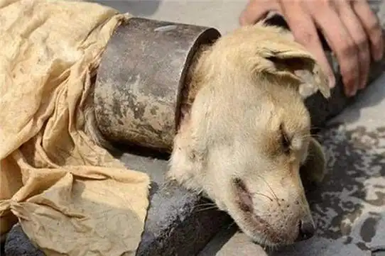 梦见狗死亡并流血，这究竟预示着什么不祥的征兆？