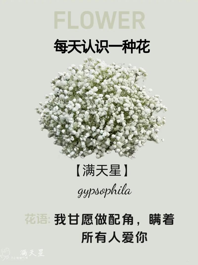 白色满天星花语是什么？为什么有人认为它不适合送人？