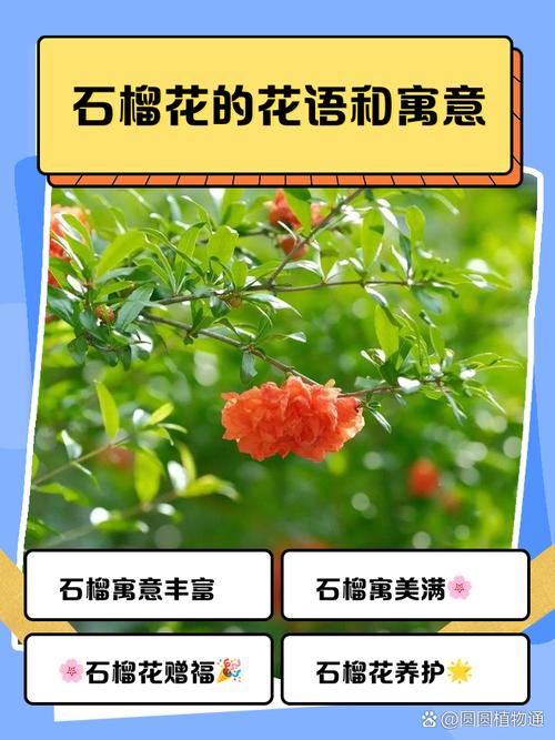 石榴花寓意是什么有什么特殊含义？