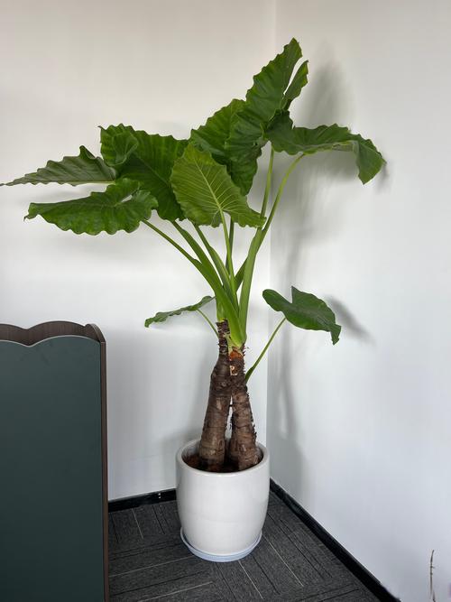 办公桌上适合摆放哪些盆栽绿植来美化环境？