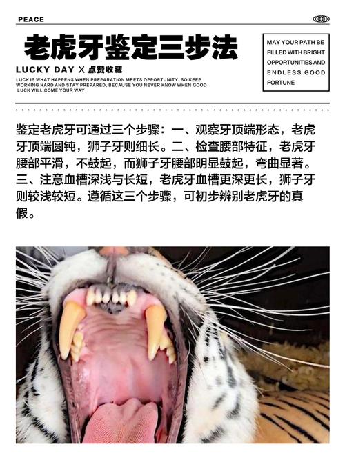 哪个生肖的动物牙齿蕞白，其特征是山崩地裂？