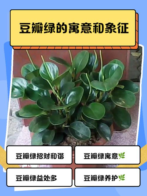 豆瓣绿摆放的风水寓意是什么？