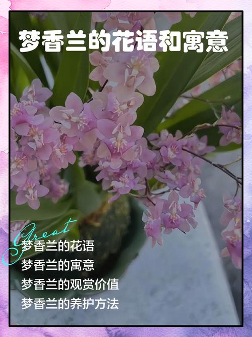 梦见闻到花香预示着什么吉凶？