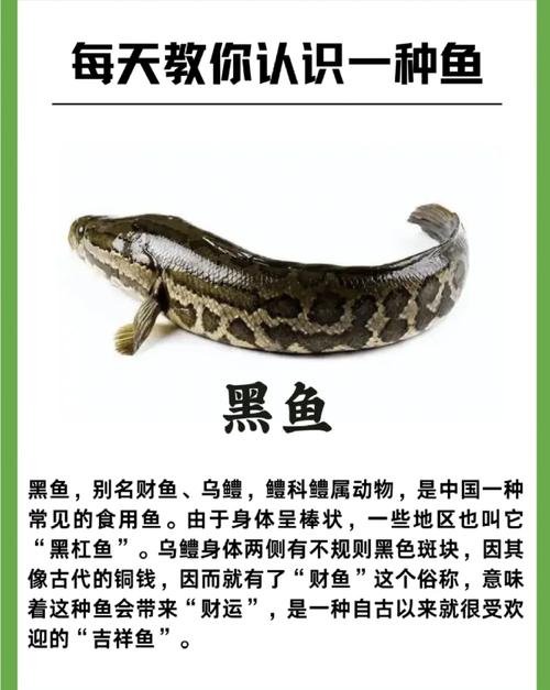 梦见手里拿着黑鱼，这捕鱼手拿小黑鱼的手势预示着什么？
