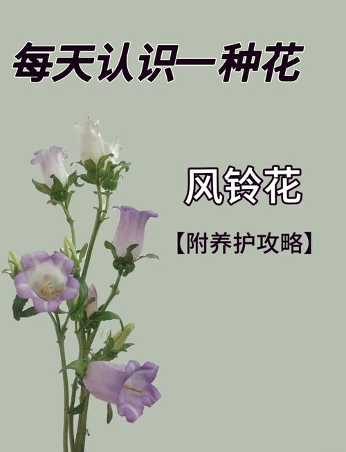 风铃草的花语和寓意究竟是什么它传达了怎样的美好情感和象征意义呢？