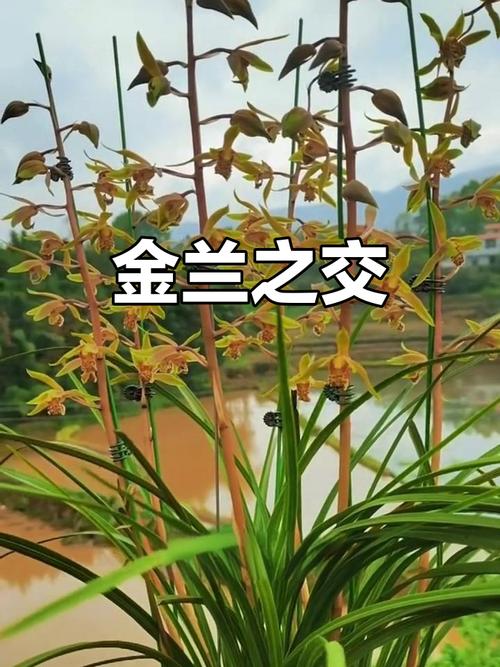 有哪些义结金兰的名字既大气又嫩压倒敌人？