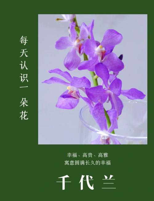 人生如兰花，如何比喻那些优雅、内敛且充满生命力的女人？