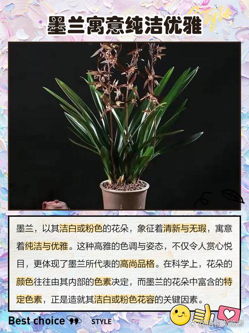 墨兰旺风水好吗？花语寓意和象征风水分析