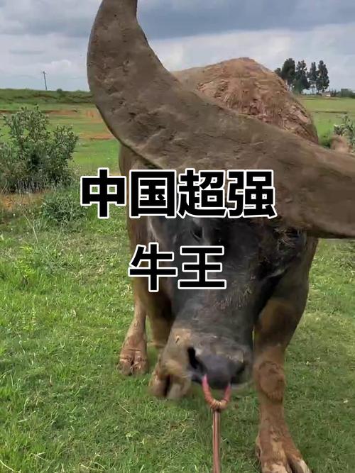 牛王与擎天柱的霸气绰号叫什么？能否赐名擎天牛王？