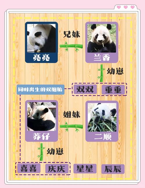大熊猫的五行属性究竟属土还是水，有没有什么宠物类型适合我这样的性格和生活方式？