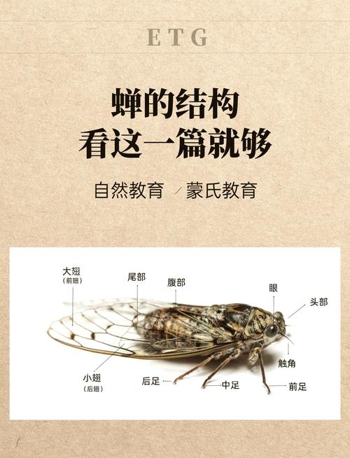 蝉还有一个名字叫什么？它是哪个家族的成员呢？