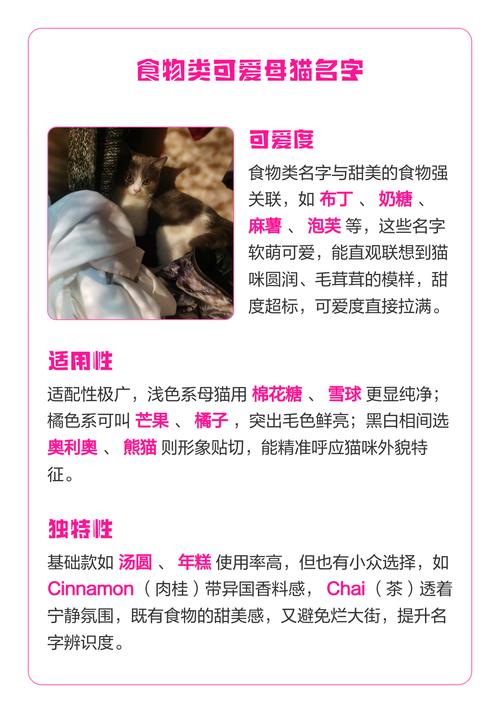 有哪些小母猫名字既可爱又洋气呢？