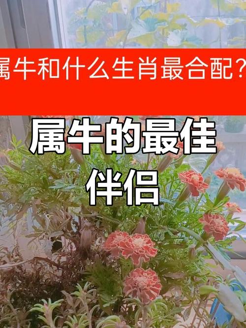 属鸡的夫妻生宝宝，和属牛的属相合不合？有没有什么好属相推荐？