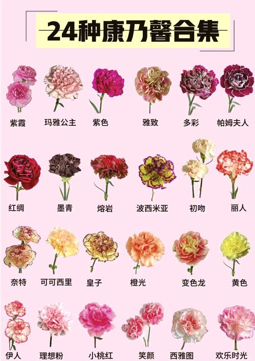 康乃馨不同颜色分别代表什么含义？