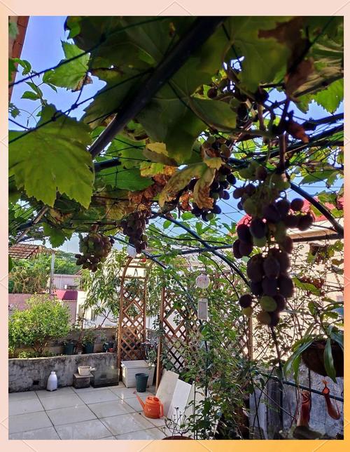 葡萄树在院子里种植如何选择风水宝地？