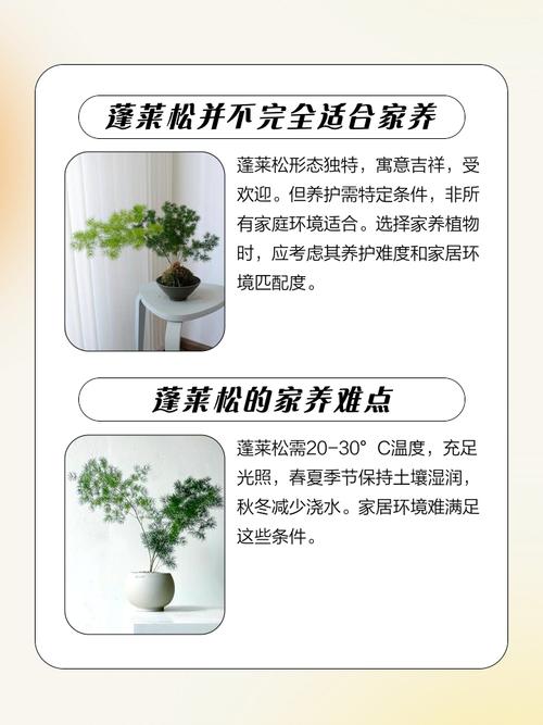 为什么家里不建议养蓬莱松，有什么潜在风险或原因吗？