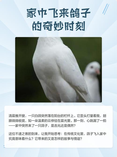 家里飞来一只鸽子，这究竟是什么吉祥的寓意呢？它又为何飞走了呢？