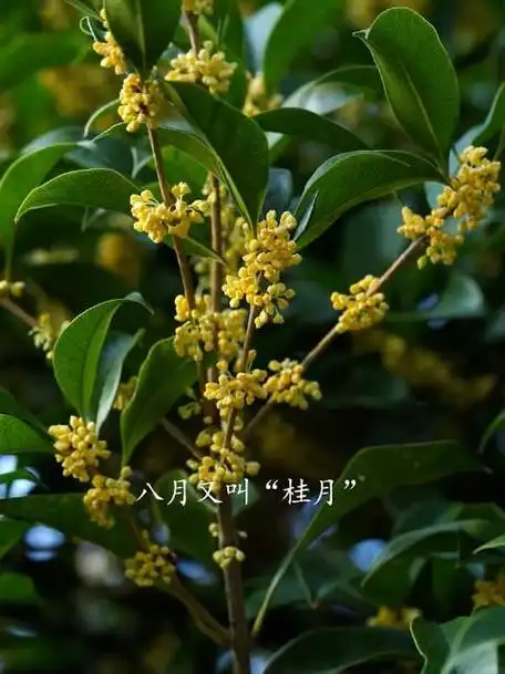 桂月指的是农历的哪个月份呢？
