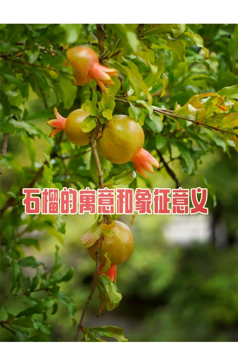 梦见石榴预示着什么吉凶？