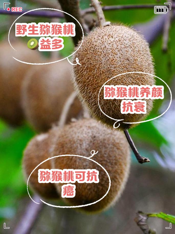 红猴的功效与作用有哪些具体好处？