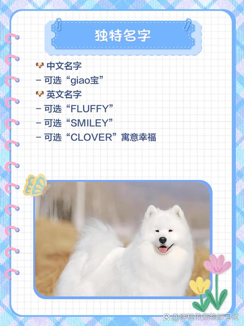 萨摩耶男孩名字有哪些，有没有忒别好听的建议？