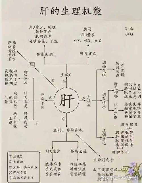 人体五行中肝属于哪一元素？