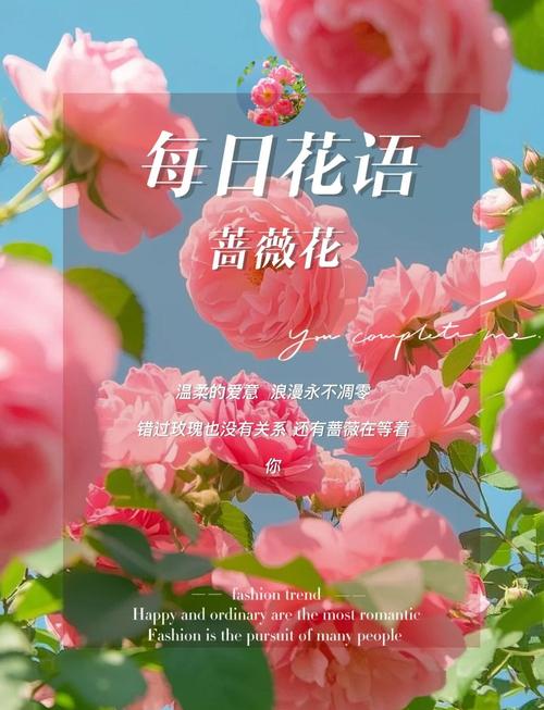 蔷薇花代表什么含义？是爱情的象征还是其他深层寓意？