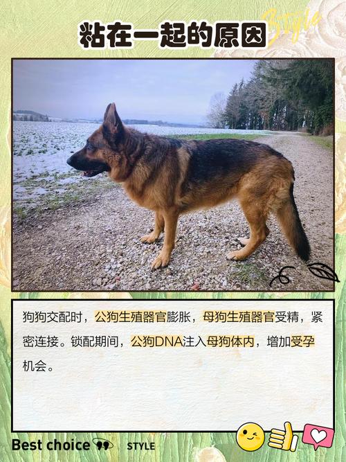 属狗男性在恋爱中会表现出怎样的粘人倾向？他们的感情态度如何？
