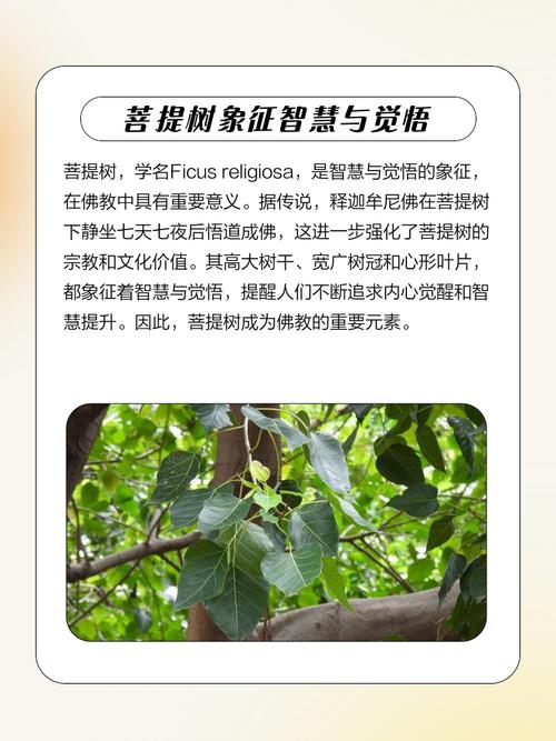 菩提树和菩提果的寓意分别是什么？