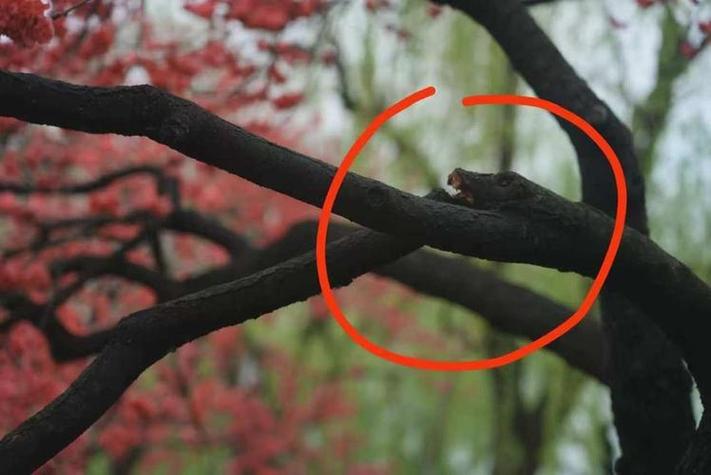 梦见自己亲手折断树枝，这究竟预示着什么含义呢？