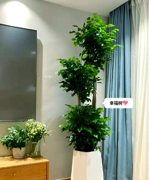 属兔的店面摆放哪种花卉最有利于财运提升？