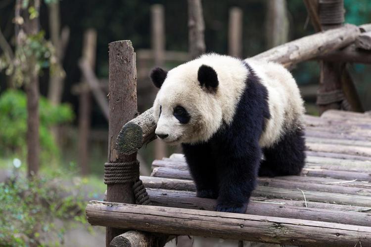 梦见熊猫有什么特殊含义或象征吗？