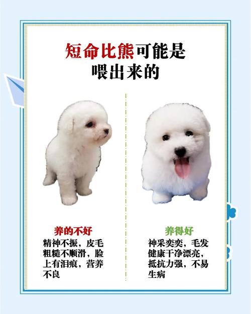 为什么人们普遍认为养两只狗会有什么特别的忌讳？