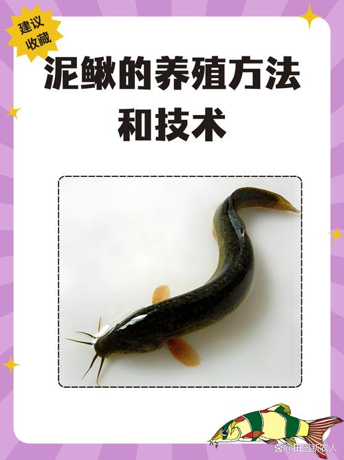 女人梦见泥鳅是什么寓意，周公解梦中有何解释？
