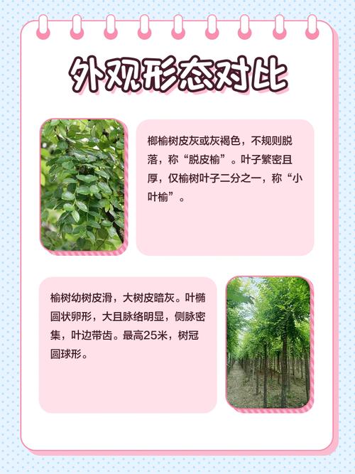 家里种植榆树会对家庭运势有不利影响吗？
