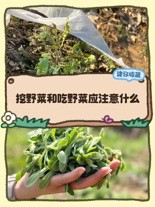 梦见挖野菜吃有什么特殊预兆或含义？