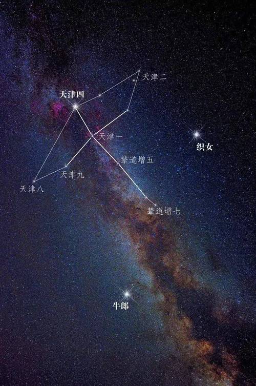 牵牛星究竟位于哪个星座之中呢？