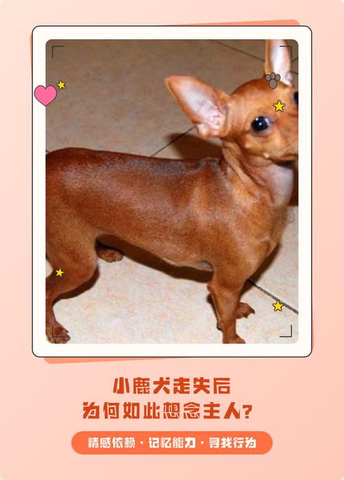 宠物离世后为何三年内不愿再养狗，它是否还会想念我？