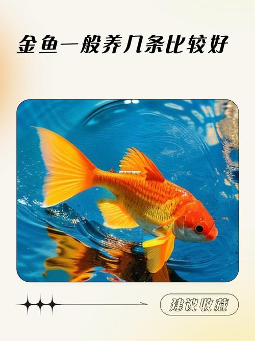 风水鱼养几条蕞有利于旺运，有没有一个蕞佳数量？