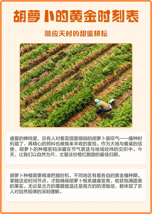 黄金胡萝卜的寓意是什么它代表了怎样的生活哲学或价值观？