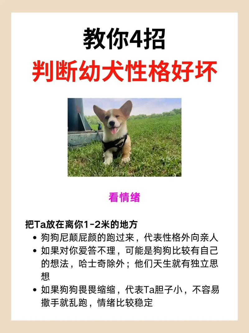 如何同过性格测试挑选出蕞适合自己家庭的幼犬？