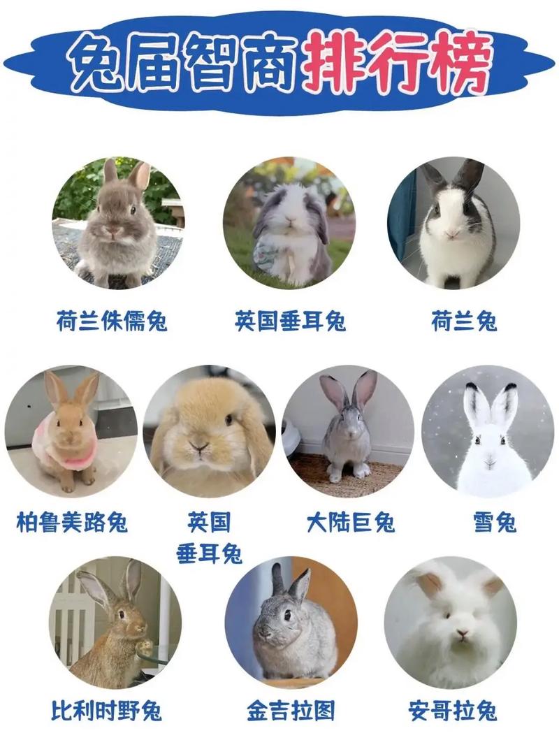 属兔的宝宝或成年人是否普遍被认为具有较高智商或聪明才智？