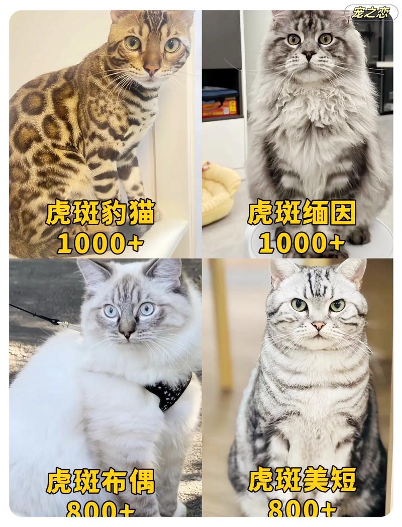 有哪些好听的虎斑猫名字大全推荐？