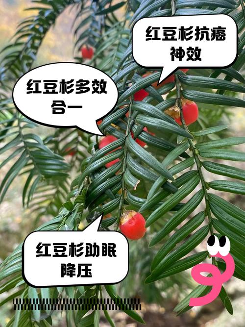 房前屋后种红豆杉对风水和健康有好处吗？