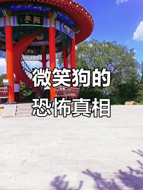 梦见微笑的狗预示着什么？为什么微笑的狗会让人感到恐怖和害怕？