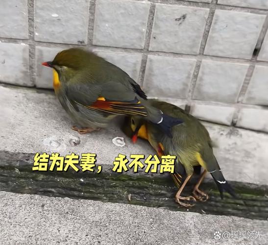 哪种动物象征着爱情的离别，让人心生感慨？