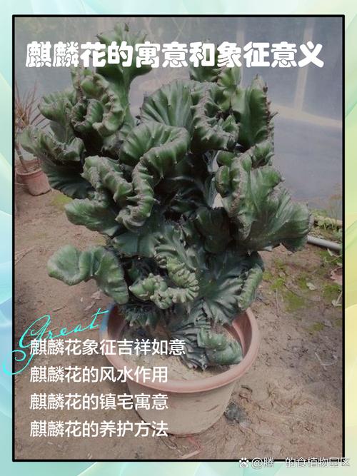 玉麒麟盆栽的寓意是什么它有什么特殊的文化象征？