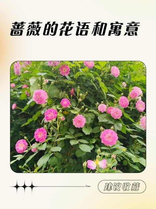 家里种蔷薇有什么寓意和风水讲究，有哪些禁忌需要注意？