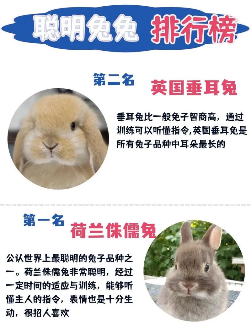 属兔的宝宝或成年人是否普遍被认为具有较高智商或聪明才智？